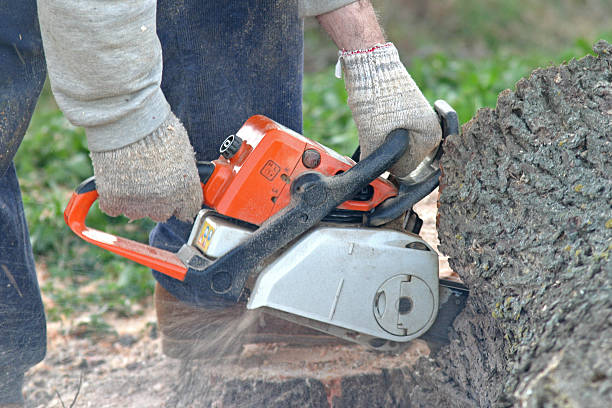 Best Tree Preservation Services  in Waretown, NJ