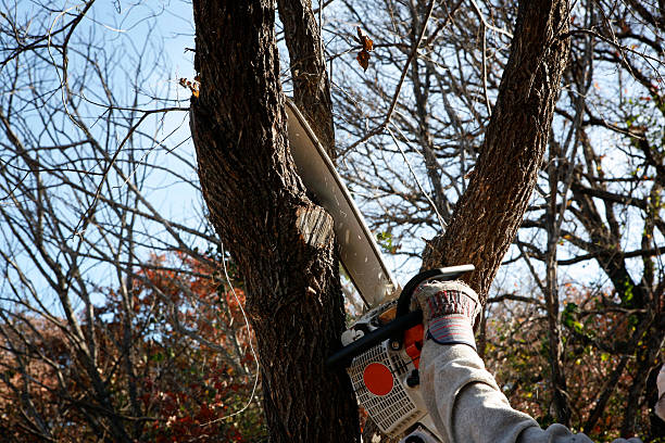 Best Palm Tree Trimming  in Waretown, NJ