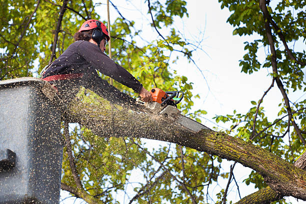 Best Tree Mulching  in Waretown, NJ