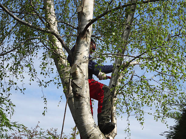 Best Fruit Tree Pruning  in Waretown, NJ